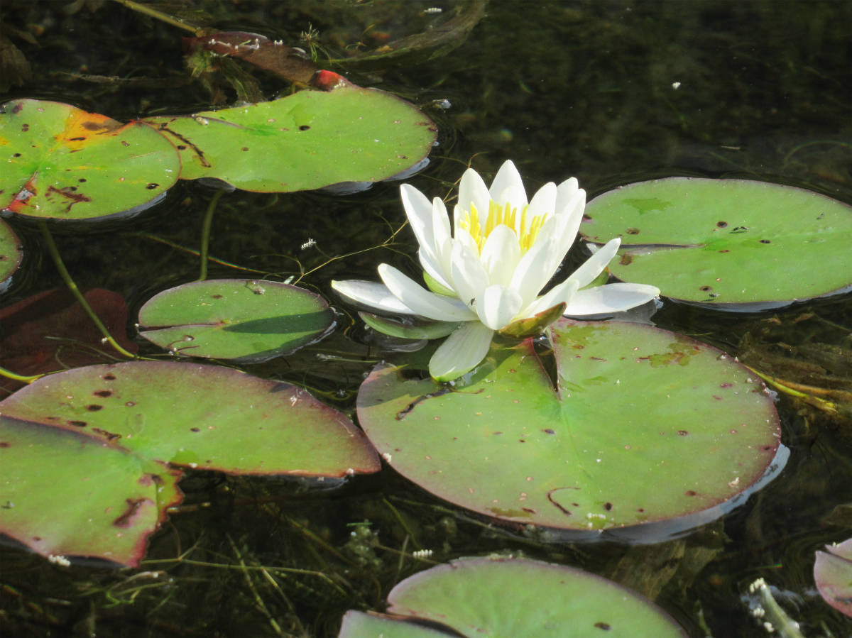 2nd Nature Adult "Llypads" by Stephanie Hudson