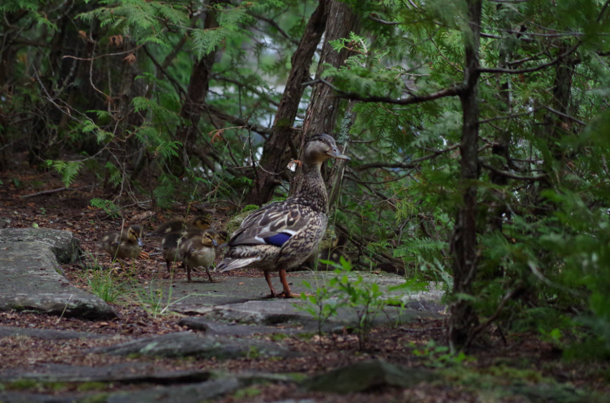 2nd Animals Adult "Bring Food or Back Off" by Rob Force