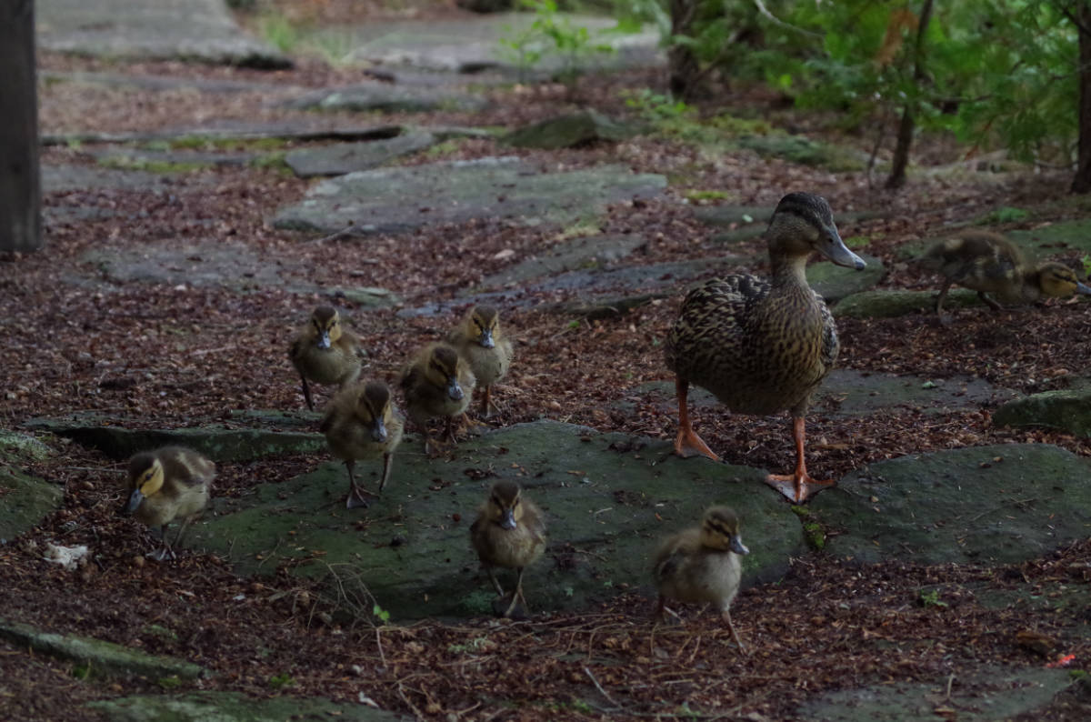 3rd Animals Adult "Mallard Duckling Squadron" by Rob Force