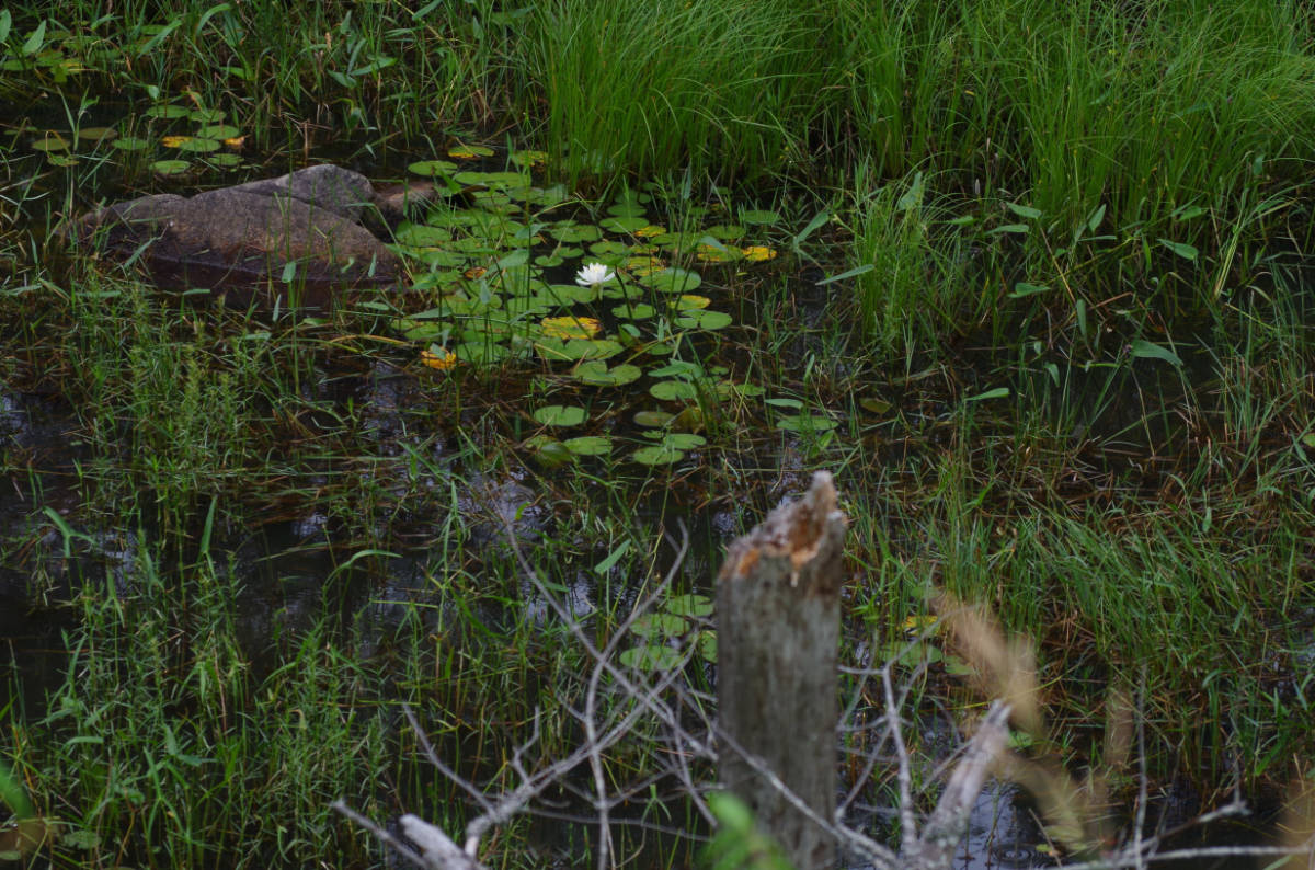 3rd Nature Adult "A Quiet Backwater" by Rob Force