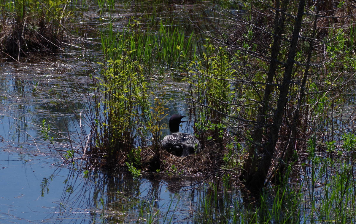 1st Animals Adult "promise on the Nest" by Rob Force